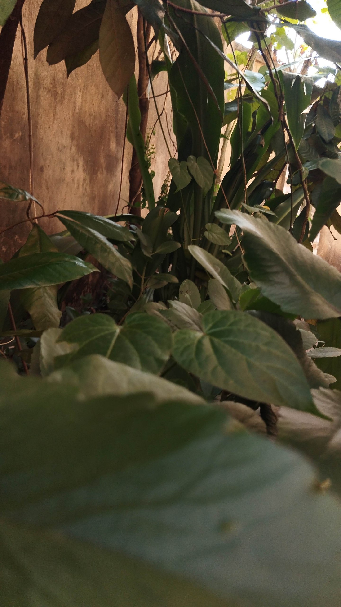 Herbal wellness videos